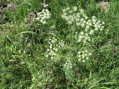 Aulacospermum multifidum