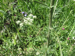 Aulacospermum multifidum