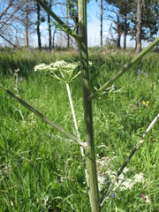 Aulacospermum multifidum