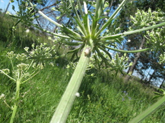 Aulacospermum multifidum