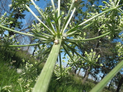 Aulacospermum multifidum