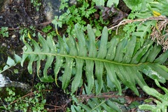 Polypodium interjectum