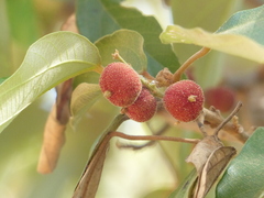 Mallotus philippensis