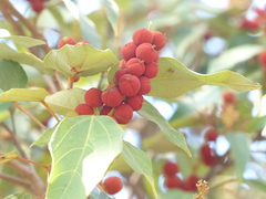 Mallotus philippensis