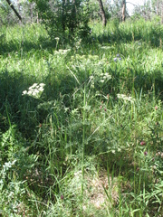 Aulacospermum multifidum