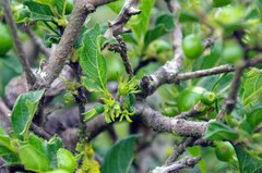 Vangueria venosa