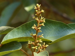 Mallotus philippensis