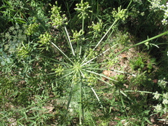Aulacospermum multifidum