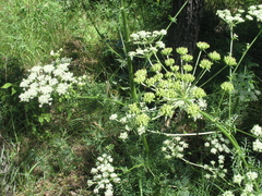 Aulacospermum multifidum