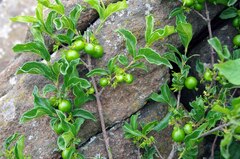 Vangueria venosa