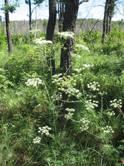 Aulacospermum multifidum