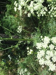 Aulacospermum multifidum
