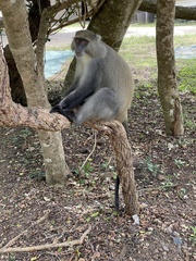 Cercopithecus mitis