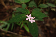 Sipanea wilson-brownei