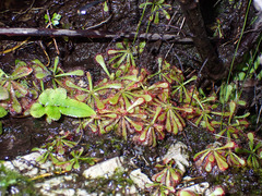 Drosera venusta