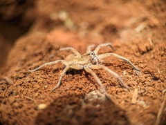 Pavocosa