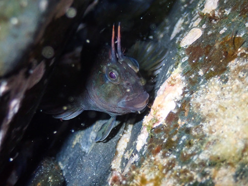Horned blenny (Parablennius cornutus) — Blenniidae — 5