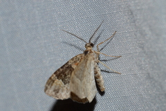 Xanthorhoe ferrugata