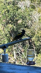 Cassiculus melanicterus