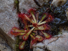 Drosera venusta