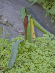 Phycella cyrtanthoides