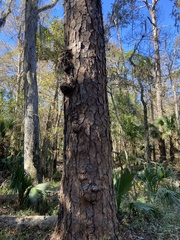 Pinus palustris