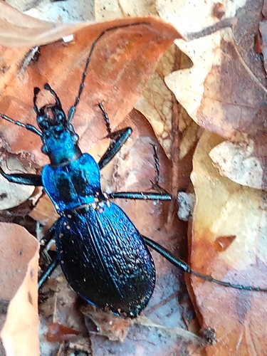 Prepleteni trčak (Carabus intricatus)