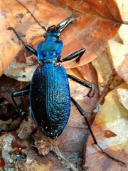 Carabus intricatus