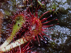 Drosera venusta