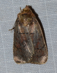 Eriopygini