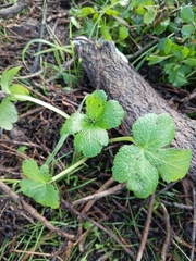 Sanicula crassicaulis