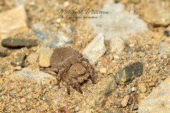 Heliophanus agricola