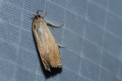 Eucosma