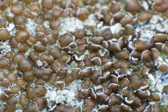 Lecanora campestris