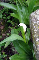 Zantedeschia