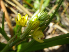 Bulbine annua