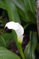 Zantedeschia
