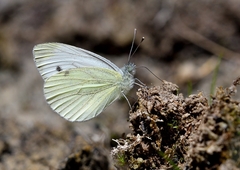 Pieris balcana
