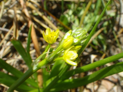 Bulbine annua