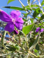 Pleroma semidecandrum