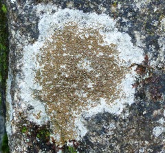Lecanora campestris