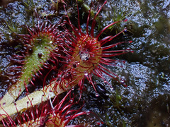 Drosera venusta