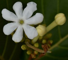 Guettarda speciosa