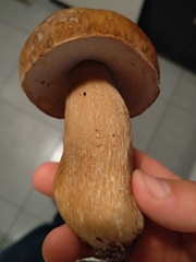 Boletus
