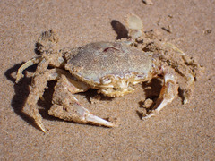 Ovalipes trimaculatus