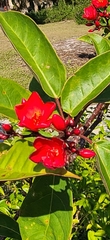 Jatropha integerrima