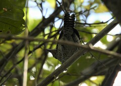 Thamnophilus doliatus intermedius