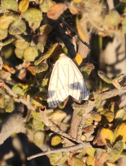 Neuromelia selectata