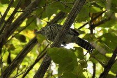 Thamnophilus doliatus intermedius