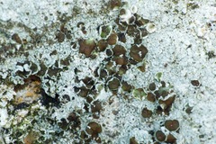 Lecanora campestris